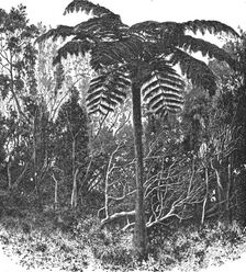 Tree-fern--Madagascar; A Birds-eye View of Madagascar 1875. Creator: M.D Charnay