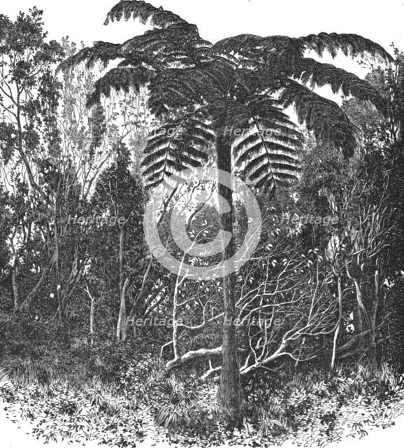 'Tree-fern--Madagascar; A Birds-eye View of Madagascar', 1875. Creator: M.D Charnay.