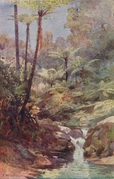 Tree-Ferns 1923. Creator: Unknown