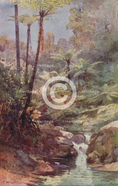 'Tree-Ferns', 1923. Creator: Unknown.
