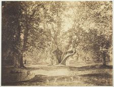 Tree, Forest of Fontainebleau, c. 1856. Creator: Gustave Le Gray