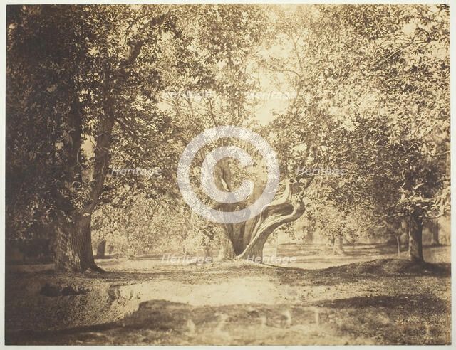 Tree, Forest of Fontainebleau, c. 1856. Creator: Gustave Le Gray.