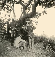 Tree from which Captain Paget...Saw...San Juan Battle Spanish-American War, June 1898, (1899). Creator: Burr McIntosh
