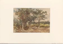 Tree group in the forests near Driebergen, c.1855-c.1865. Creator: Charles Rochussen