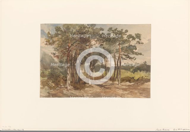 Tree group in the forests near Driebergen, c.1855-c.1865. Creator: Charles Rochussen.