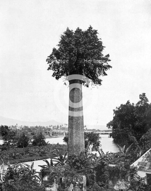 Tree growing out old sugar estate chimney, Jamaica, c1905.Artist: Adolphe Duperly & Son