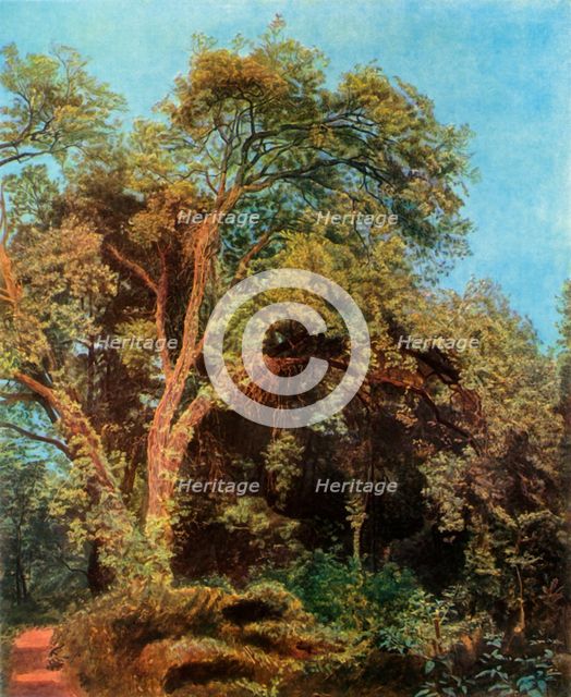 'Tree in the Park', mid 19th century, (1965). Creator: Aleksandr Ivanov.