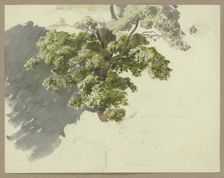 Tree in the wind, c1840-1890. Creator: Carl Theodor Reiffenstein