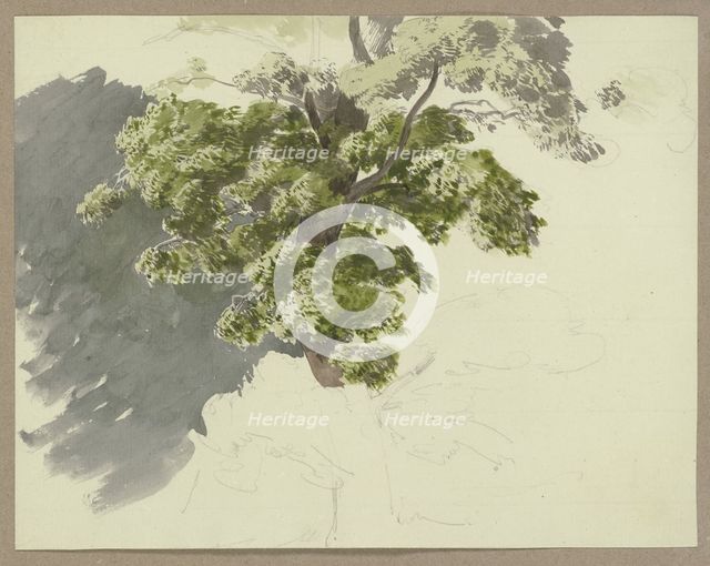 Tree in the wind, c1840-1890. Creator: Carl Theodor Reiffenstein.
