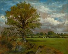 Tree In A Meadow, c1850. Creator: Lionel Constable