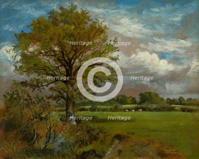 Tree In A Meadow, c1850. Creator: Lionel Constable.