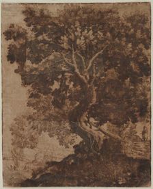 Tree in a Landscape, mid 17th century. Creator: Ercole Bazicaluva (Italian, c. 1610-1661)