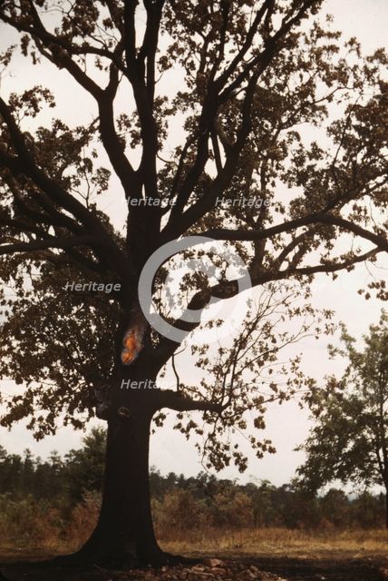 Tree in a rural area, between 1941 and 1942. Creator: Unknown.