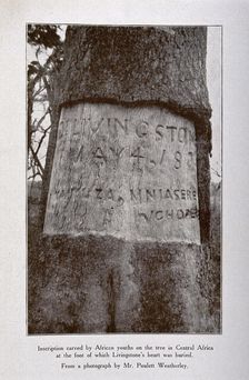 Tree in central Africa where David Livingstone's heart is buried, showing the inscription.., c1900. Creator: Unknown