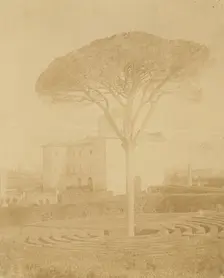 [Tree in Formal Garden Outside Palazzo], 1860s-70s. Creator: Giacomo Caneva