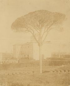 [Tree in Formal Garden Outside Palazzo], 1860s-70s. Creator: Giacomo Caneva