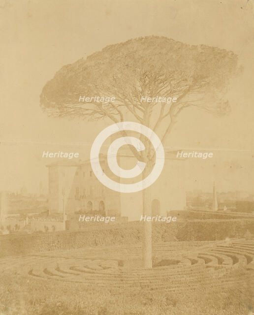[Tree in Formal Garden Outside Palazzo], 1860s-70s. Creator: Giacomo Caneva.