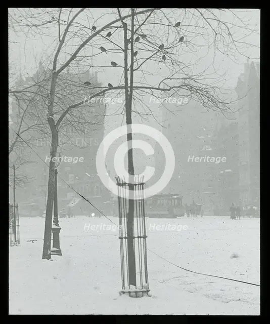 Tree in Snow, New York City, 1900/02. Creator: Alfred Stieglitz.