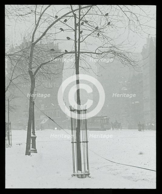 Tree in Snow, New York City, 1900/02. Creator: Alfred Stieglitz.