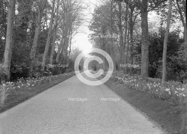 Tree-lined drive, c1935. Creator: Kirk & Sons of Cowes.