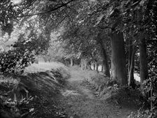 Tree-lined path in the gardens of West Ilsley House, Berkshire, c1860-c1922. Artist: Henry Taunt