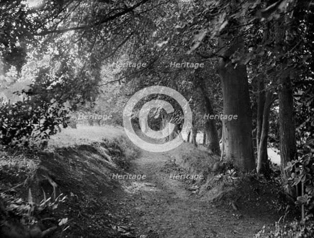 Tree-lined path in the gardens of West Ilsley House, Berkshire, c1860-c1922. Artist: Henry Taunt.