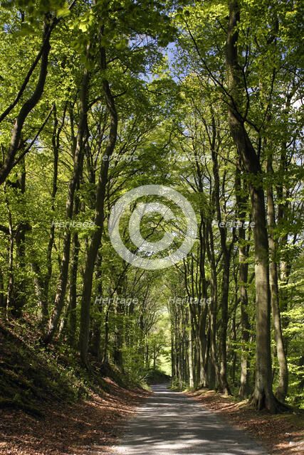 Tree-lined road, Castleton, Derbyshire.