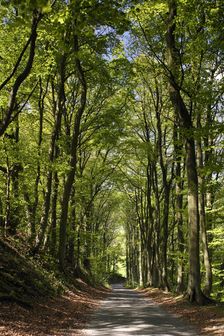 Tree-lined road, Castleton, Derbyshire