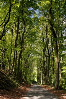 Tree-lined road, Castleton, Derbyshire. Creator: Peter Thompson