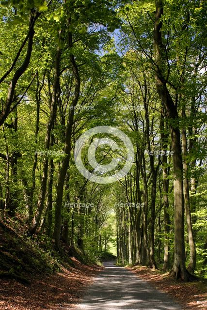 Tree-lined road, Castleton, Derbyshire.  Creator: Peter Thompson.