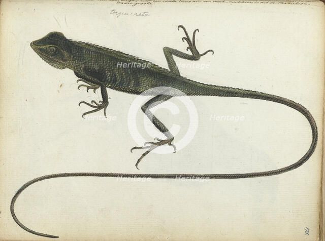 Tree lizard, 1785. Creator: Jan Brandes.