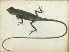 Tree lizard, 1785. Creator: Jan Brandes