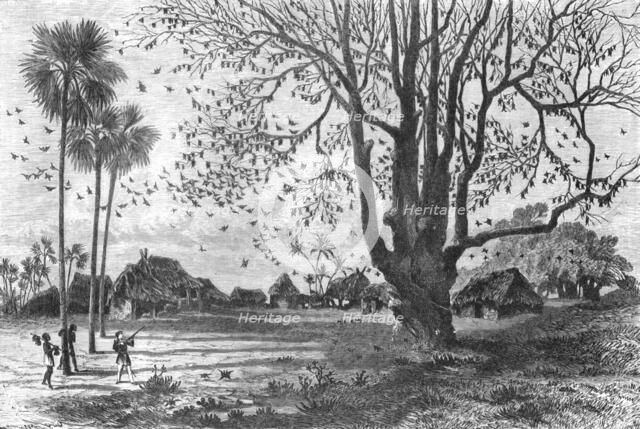 'Tree of Bats, Whydah; The Kingdom of Dahomey', 1875. Creator: Unknown.