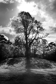 Tree on a mound to the south-east of the ruins of St Augustine's Abbey, Canterbury, Kent, c1989. Artist: Steve Cole