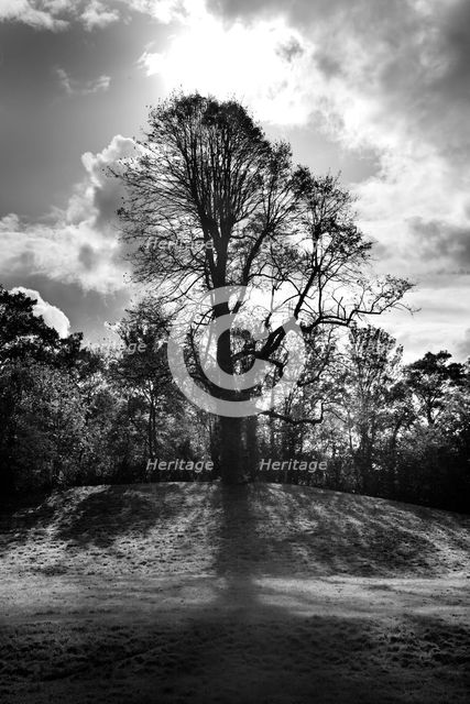 Tree on a mound to the south-east of the ruins of St Augustine's Abbey, Canterbury, Kent, c1989. Artist: Steve Cole.