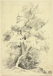 Tree on Bluff Beside Water, n.d. Creator: Joshua Wilson Faulkner