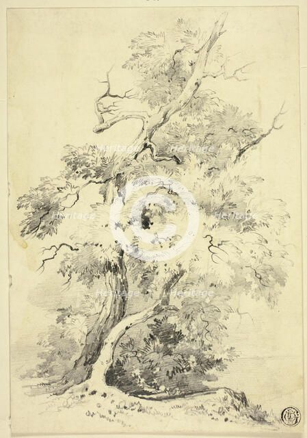 Tree on Bluff Beside Water, n.d. Creator: Joshua Wilson Faulkner.