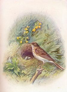Tree-Pipit - An'thus trivia'lis c1910, (1910). Artist: George James Rankin