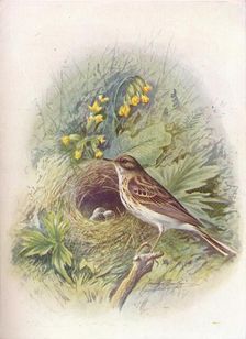 Tree-Pipit - An'thus trivia'lis c1910, (1910). Artist: George James Rankin