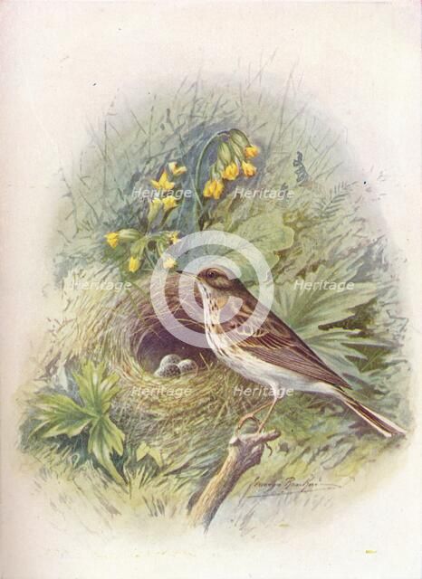 'Tree-Pipit - An'thus trivia'lis', c1910, (1910). Artist: George James Rankin.