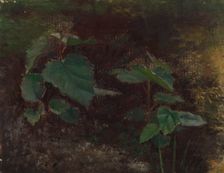 Tree Plants, sketch for the painting Fairy Tale Princess, c1895-1896. Creator: Torsten Wasastjerna