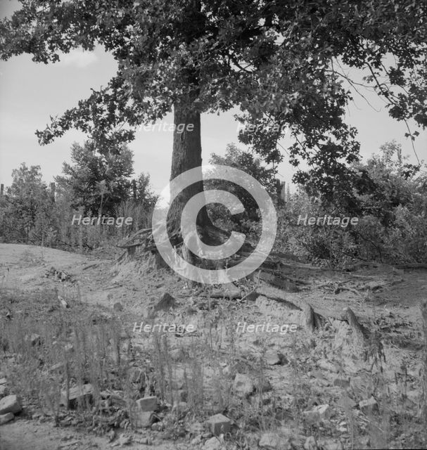 Tree roots show how the land has been washed away, Wray Plantation, Greene County, Georgia, 1937. Creator: Dorothea Lange.