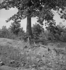 Tree roots show how the land has been washed away, Wray Plantation, Greene County, Georgia, 1937. Creator: Dorothea Lange