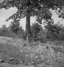 Tree roots show how the land has been washed away, Wray Plantation, Greene County, Georgia, 1937. Creator: Dorothea Lange