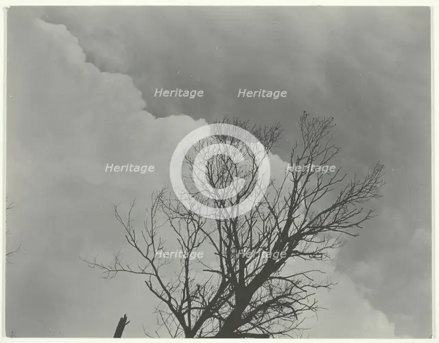 Tree Set 3, c. 1924. Creator: Alfred Stieglitz.