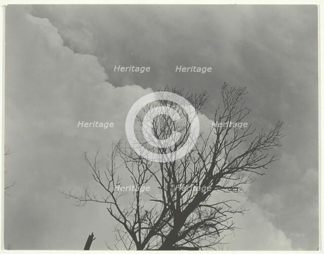 Tree Set 3, c. 1924. Creator: Alfred Stieglitz.