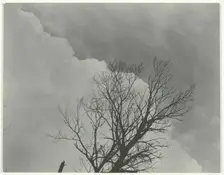 Tree Set 3, c. 1924. Creator: Alfred Stieglitz