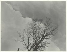 Tree Set 3, c. 1924. Creator: Alfred Stieglitz