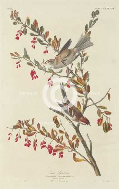 Tree Sparrow, 1834. Creator: Robert Havell.
