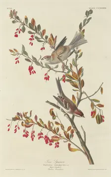Tree Sparrow, 1834. Creator: Robert Havell